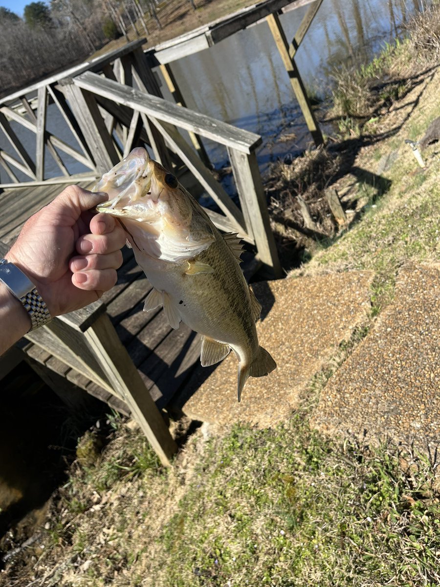 CoachMThompson's tweet image. Good few days of fishing! Bass were in 3 to 4 feet of water. Hitting white and yellow spinnerbaits! Caught 10 in 2 days missed 2. Fishing report from Carroll county! 馃帲