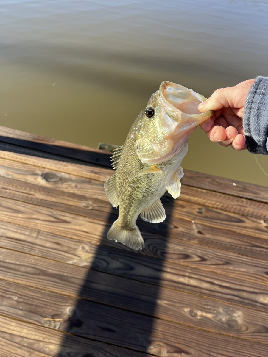 CoachMThompson's tweet image. Good few days of fishing! Bass were in 3 to 4 feet of water. Hitting white and yellow spinnerbaits! Caught 10 in 2 days missed 2. Fishing report from Carroll county! 馃帲