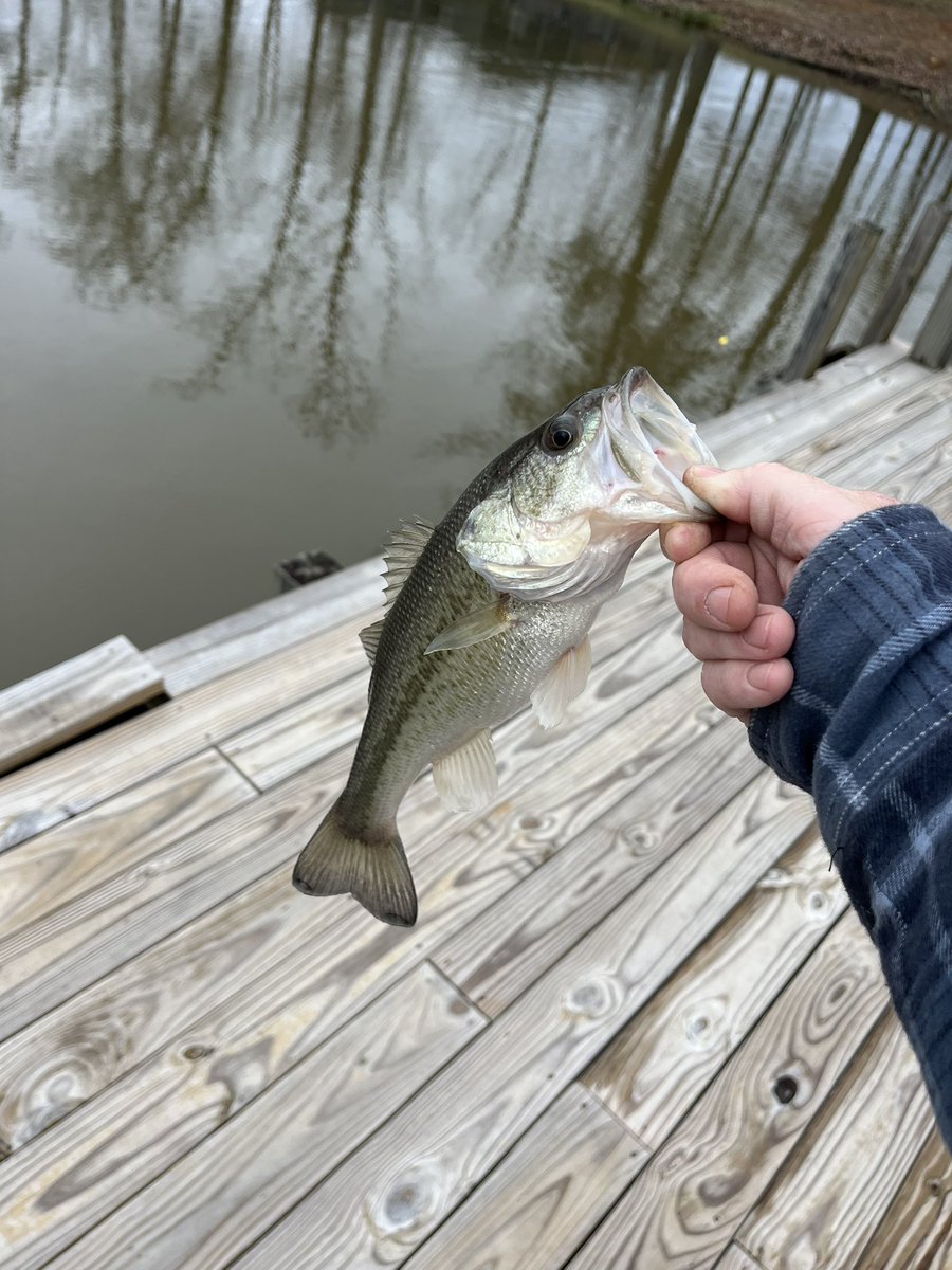CoachMThompson's tweet image. Good few days of fishing! Bass were in 3 to 4 feet of water. Hitting white and yellow spinnerbaits! Caught 10 in 2 days missed 2. Fishing report from Carroll county! 馃帲