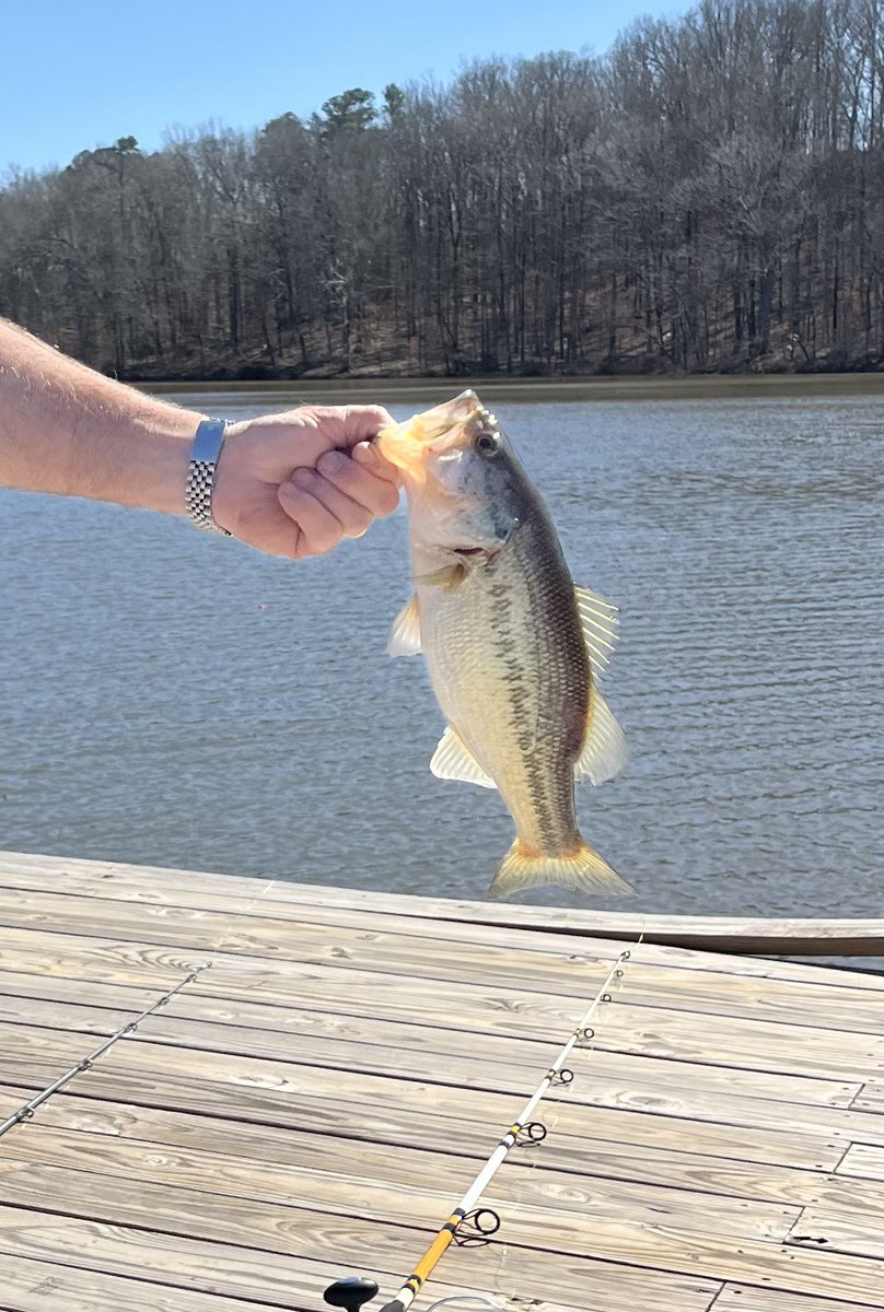 CoachMThompson's tweet image. Good few days of fishing! Bass were in 3 to 4 feet of water. Hitting white and yellow spinnerbaits! Caught 10 in 2 days missed 2. Fishing report from Carroll county! 馃帲