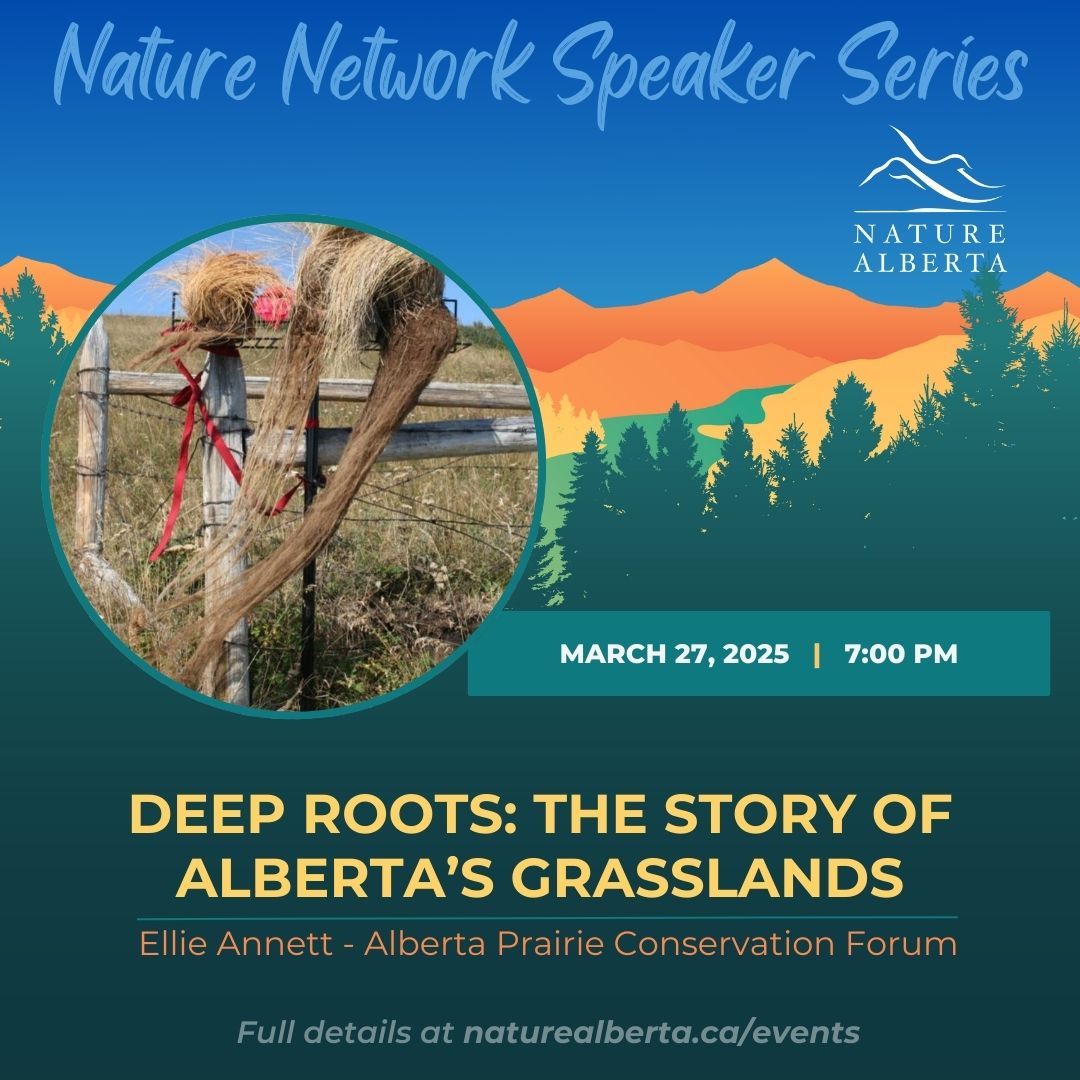 NatureAlberta's tweet image. Learn about the wonders of Alberta&apos;s grasslands! Discover the 🌾incredible plants, 🦬animals, and 🌎ecosystems that call these vast lands home, and learn why conserving them is so important. To register, go to naturealberta.ca/deep-roots-the…
