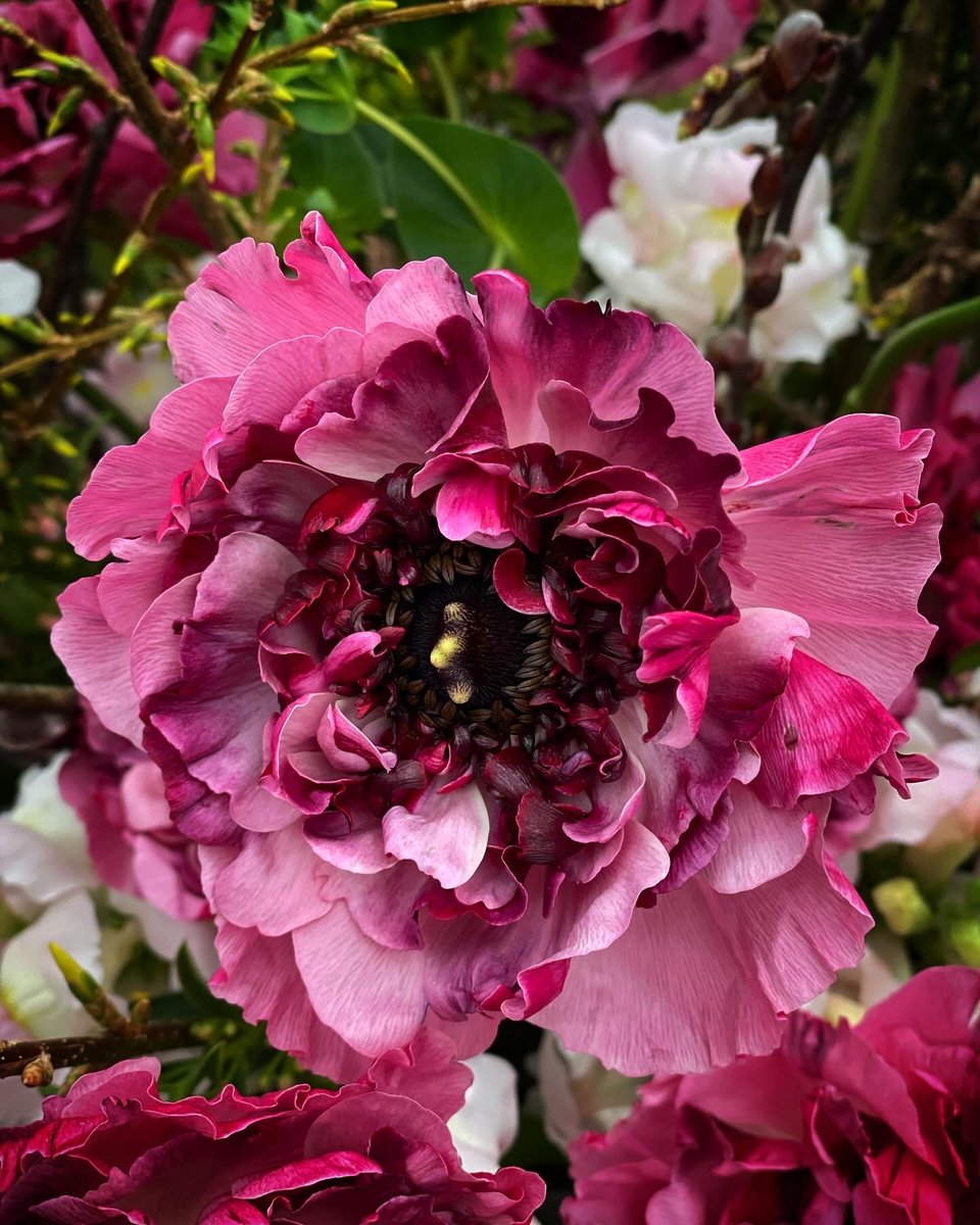 Happy #FlowerFriday! This week’s #VCArrangement features forsythia, pussy willow, and snapdragon from Hillwood, as well as tulip and ranunculus.

📷: Ami Wilber, floral and event décor designer