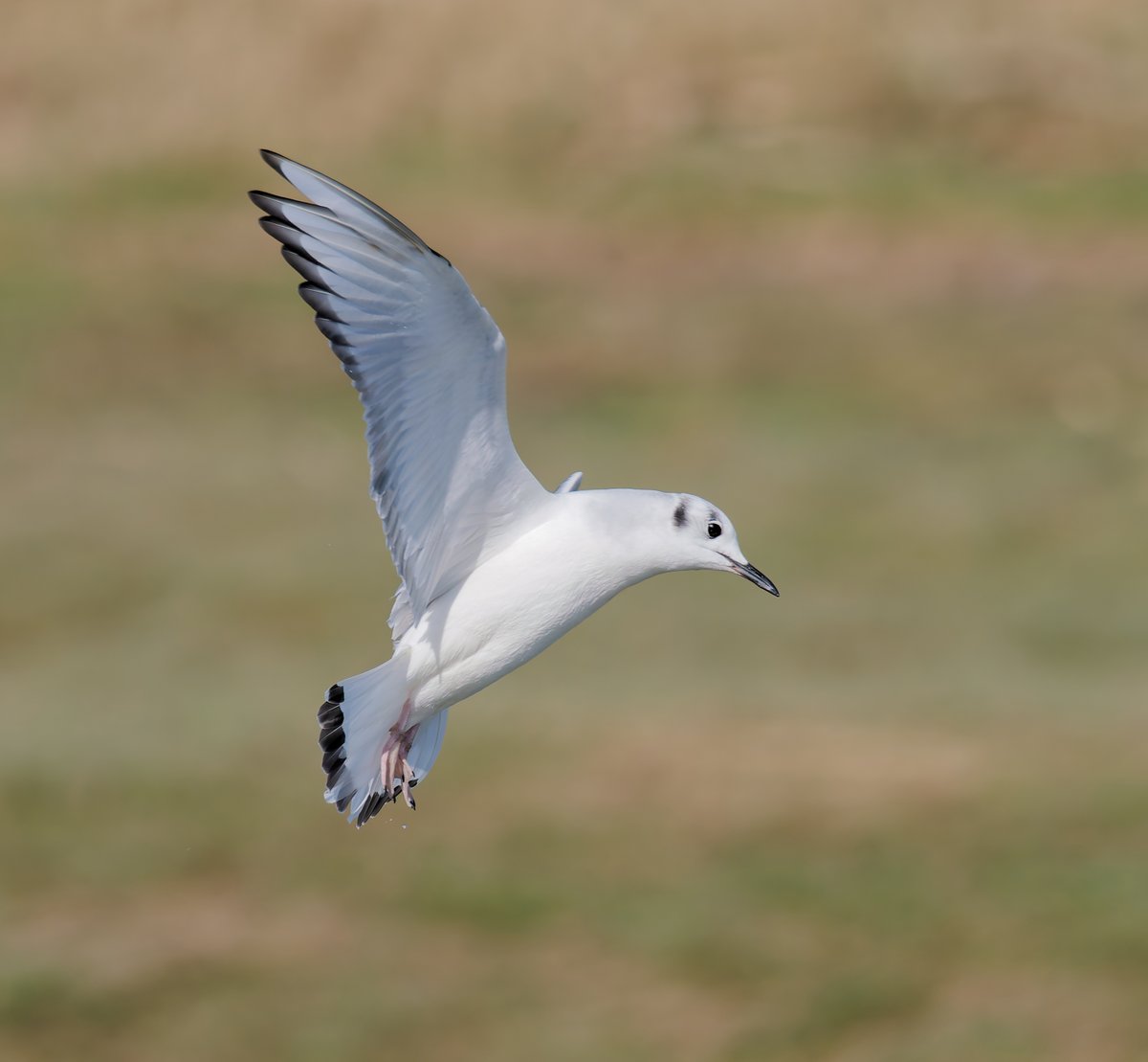 Paul Roberts tweet media