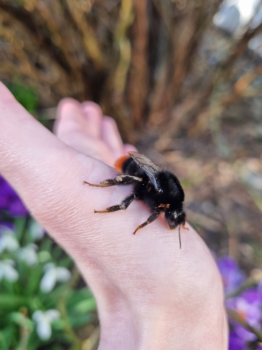 PoofyWithPie's tweet photo. A little friendly hello

#nature #photography #NaturePhotography #bumblebee https://t.co/dgtjr30z3Z