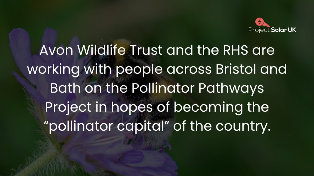 ProjectSolarBE's tweet image. The sun’s out, and so are the bees. That can only mean one thing—it’s almost Spring! ☀️

Here’s this week’s round up of our favourite community stories to get you in the spirit of the new season. 💐🐝

#WeeklyWins #ProjectSolar