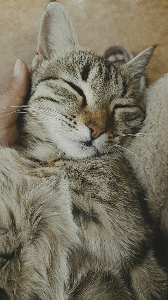 Billauti 🐾