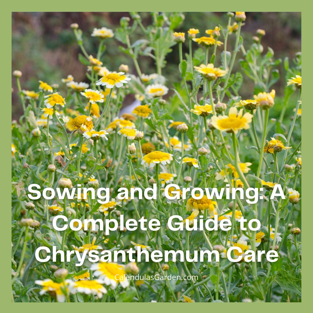 Chrysanthemums are not just ornamental; many varieties from Asia are also valued for their culinary uses.  #gardening #vegetablegarden #garden

calendulasgarden.com/sowing-and-gro…