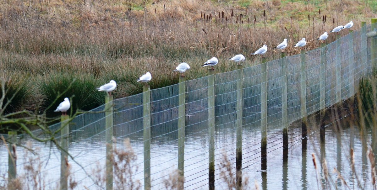 Lorraine Willis tweet media