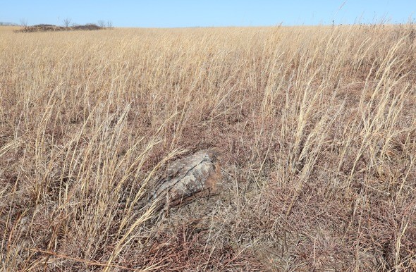 MDC_online's tweet photo. Prairie habitat is a rare and critically important component of Missouri’s natural landscape. That's what makes @MO_Prairie's acquisition of an 80-acre remnant prairie in Dade Co. so special! https://t.co/0nyV4zjgIe
#prairiehabitat #nativegrasslands https://t.co/W2KnzvODOl