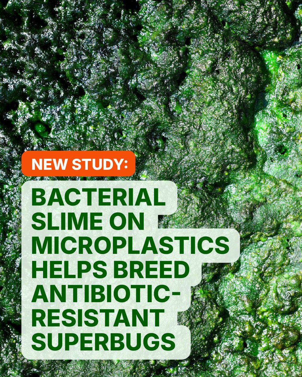 Pacific Environment tweet media