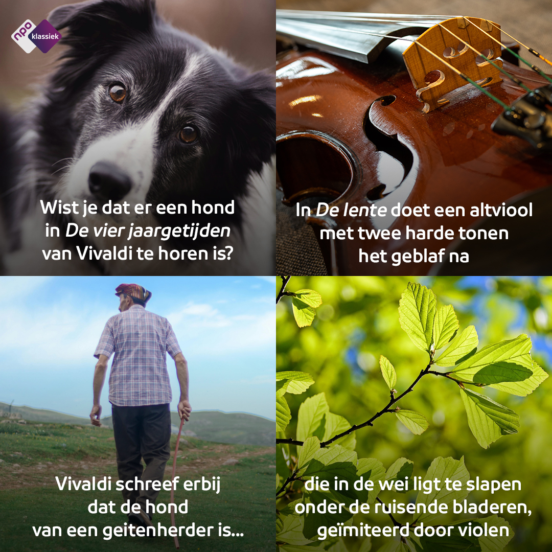 🐕Benieuwd hoe dit leuke detail klinkt? Luister en lees hier verder 👉 npoklassiek.nl/klassiek/topst…