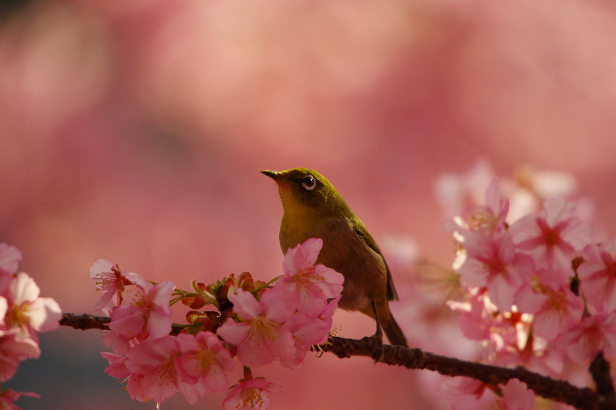 dxertetsu1961's tweet photo. サクジローさん
東京では河津桜も散り始めている所があり���真打ソメイヨシノへ向かっていますね😘
撮影：2025March14pm
川崎市の平瀬川沿い
#pentax
#richo
#pentaxian
#photo
#camera
#lens
#tokyo
#japan
#pentaxk70
#SAKURA 
#sigmalens
#河津桜
#メジロ https://t.co/WSI2EM7Hlx