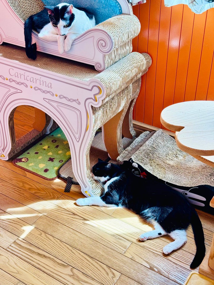 太田光代 tweet media