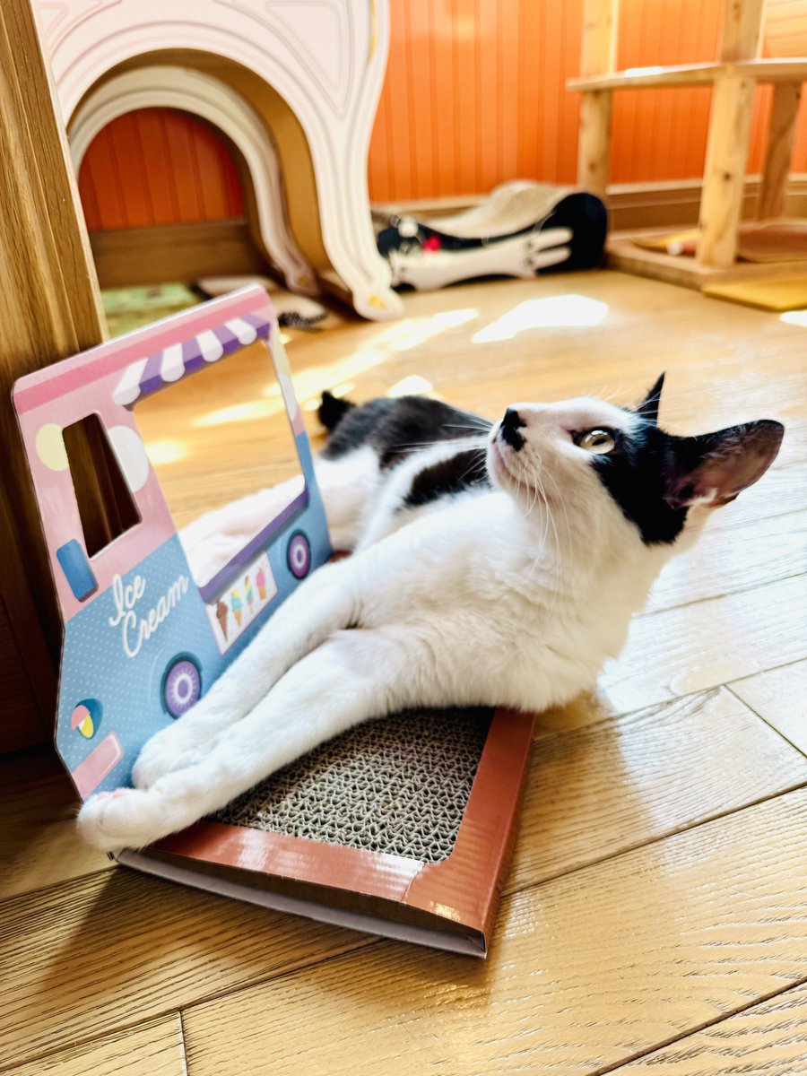 太田光代 tweet media