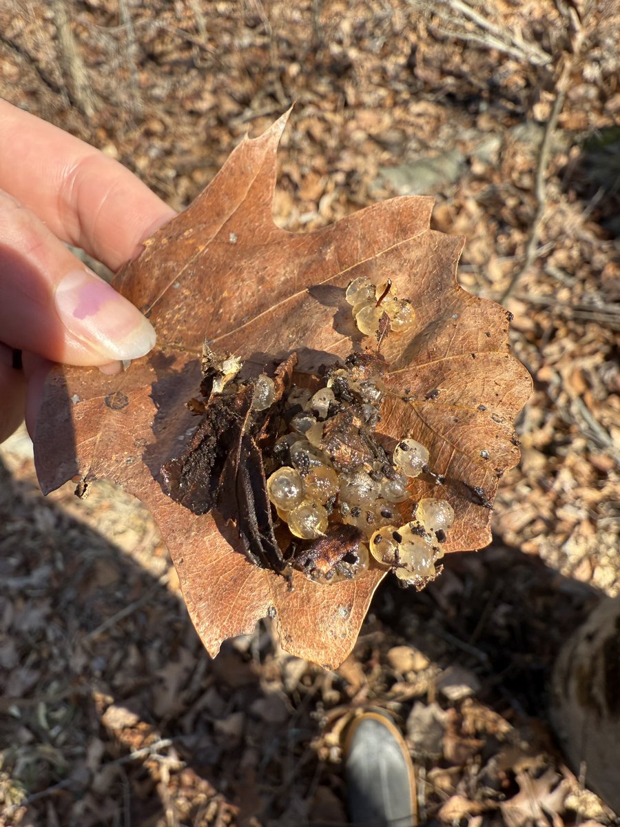 Check this out. Found some amphibian eggs… Frog or salamander as identified by Grok… Fed my chickens some “caviar.”  They are living the good life for sure.
