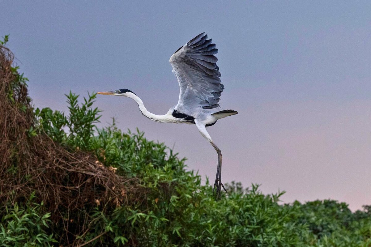 Spotted in the heart of the Pantanal, the Cocoi Heron (Ardea cocoi) is the largest heron in South America. 

As a skilled fisher, this majestic bird thrives in wetlands, rivers, and lakes, where it plays a vital role in maintaining the balance of these delicate ecosystems.