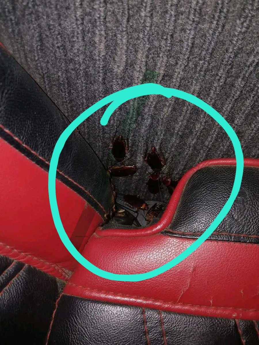 KiptenaiTom's tweet photo. Many Nairobi public transport vehicles harbors bedbugs. Zimejaa kunguni ajabu. #Supermetro #MwiSacco #Embasava #metrotrans #Enable #ElChapo
Avoid dirty Matatus
@Ma3Route @ntsa_kenya @ntvkenya @NationAfrica @Kimuzi_ @jumaf3 @georgediano https://t.co/OX1niVXxwt