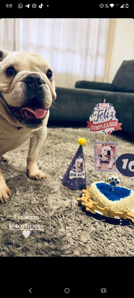 Feliz cumpleaños Draco, ser parte de tu historia nos llena de alegría 🐾🐶🎂 que sean muchos más ❤️🐶