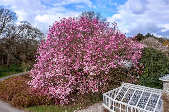 Burncoose Nurseries® tweet media