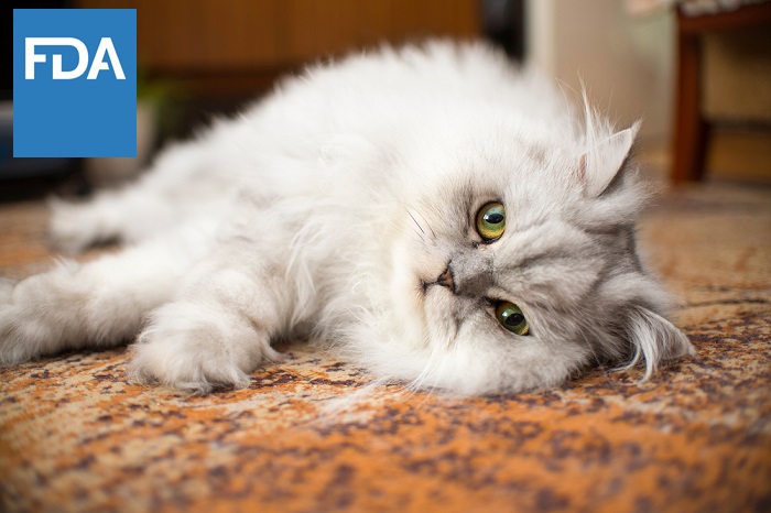 FDAanimalhealth's tweet image. Today #FDA conditionally approved a new drug for the management of a common type of heart disease in cats, called hypertrophic cardiomyopathy – the 1st product approved for use in cats with HCM for any indication. For more info, see: fda.gov/animal-veterin…