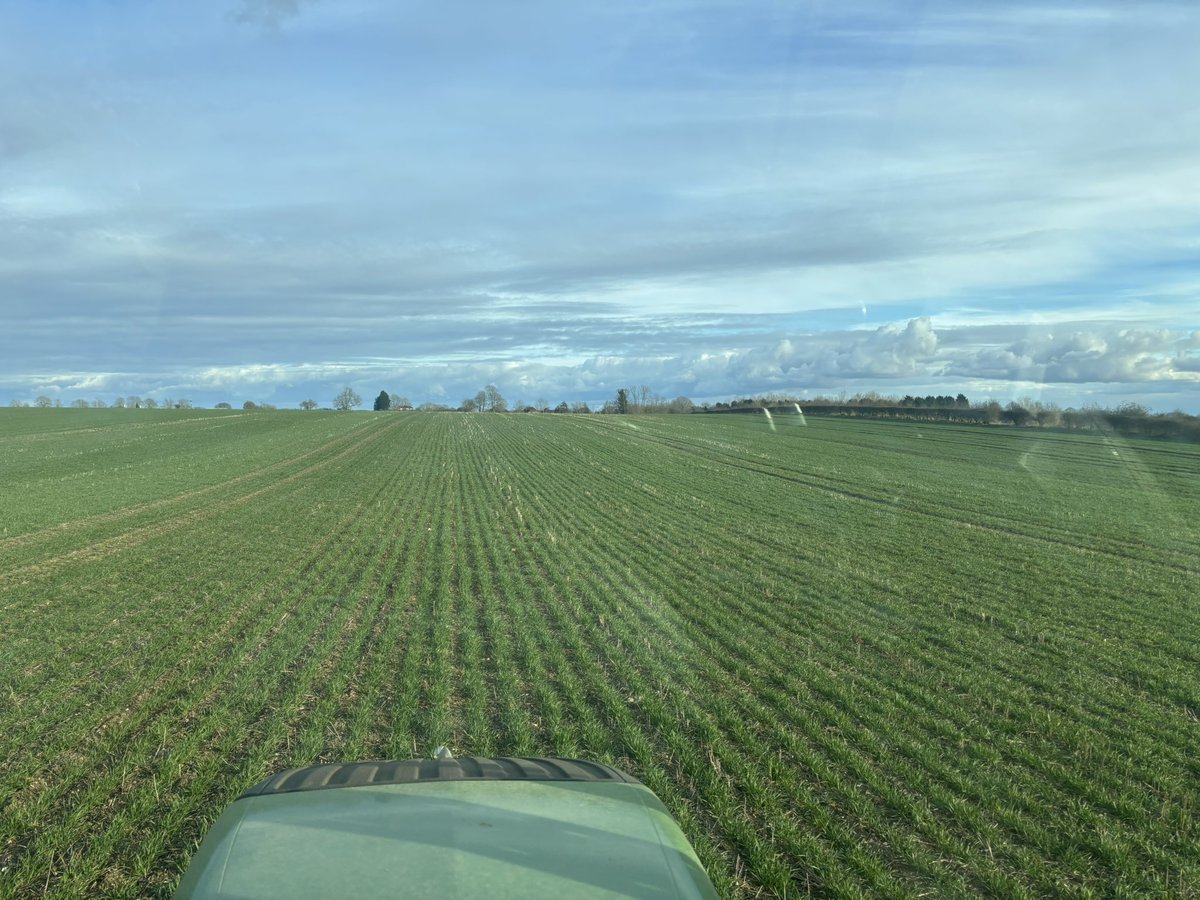 Some direct drilled <a href="/Elsomsseeds/">Elsoms Seeds</a> Bamford looking super in the afternoon sun.

A nice end to the week after a turbulent few days (again) for our industry.