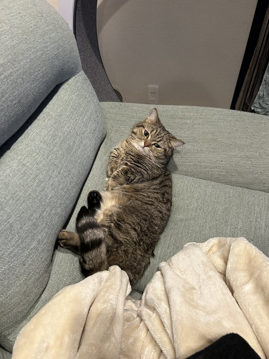 menmatoudon's tweet photo. ソファーは僕のものや🐱 https://t.co/814WG8uMXP