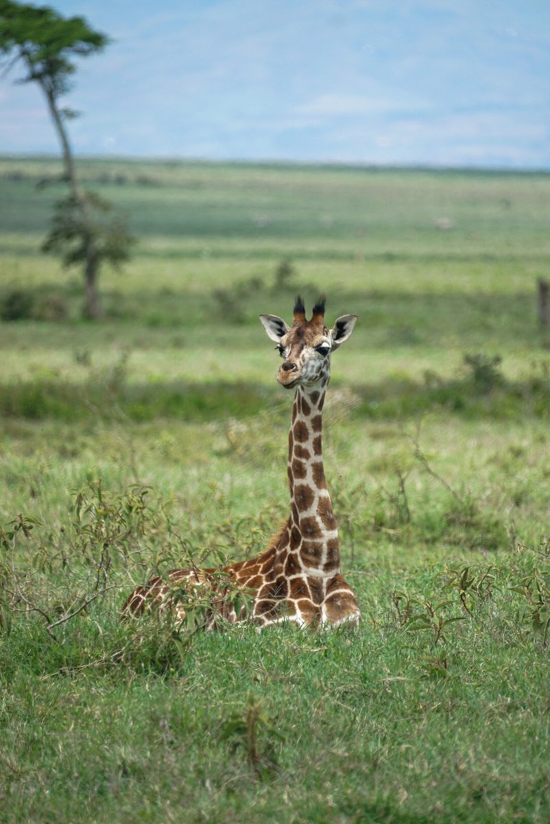 Absolute Africa tweet media