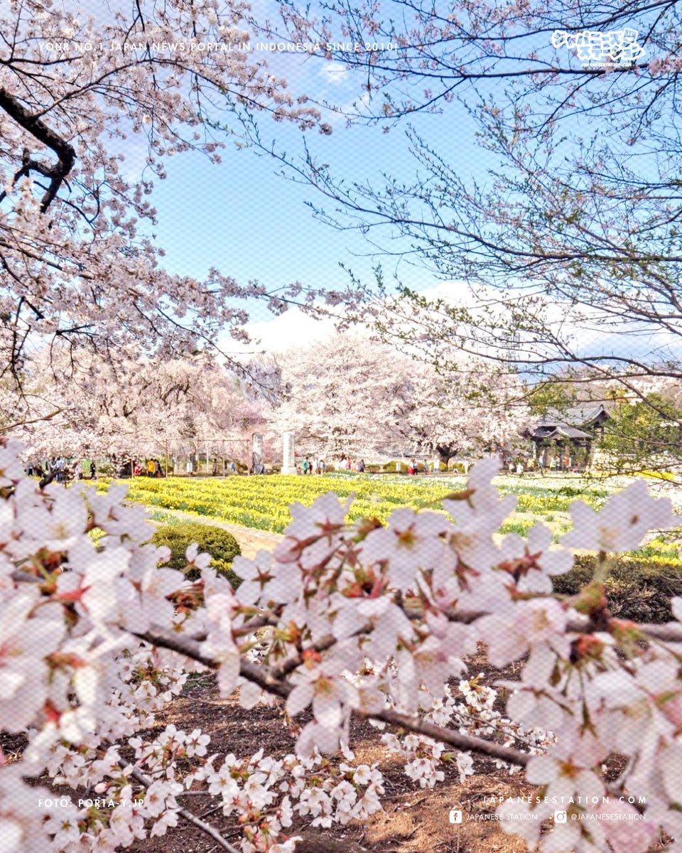 JapaneseStation's tweet photo. Pohon sakura tertua di Jepang berusia lebih dari 2.000 tahun, kalian bisa menemukan pohon Jindai Zakura atau Bunga Sakura Dari Jaman Dewa ini di dalam area Kuil Jissoji di Yamanashi.

[Treads]

#TravelJepang #Sakura #BungaSakura #cherryblossom #Yamanashi https://t.co/XN8LtUd2wW