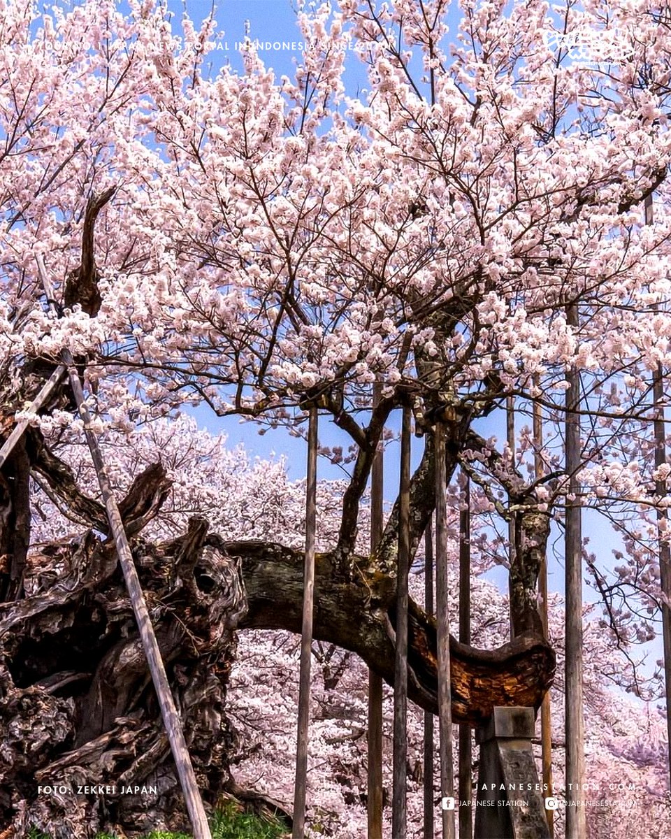 JapaneseStation's tweet photo. Pohon sakura tertua di Jepang berusia lebih dari 2.000 tahun, kalian bisa menemukan pohon Jindai Zakura atau Bunga Sakura Dari Jaman Dewa ini di dalam area Kuil Jissoji di Yamanashi.

[Treads]

#TravelJepang #Sakura #BungaSakura #cherryblossom #Yamanashi https://t.co/XN8LtUd2wW