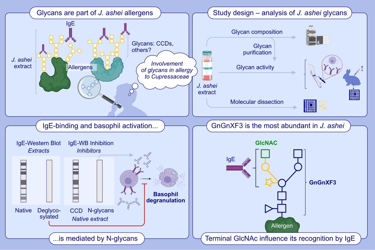 Correlation Between N-Glycan GnGnXF3 and the Allergic Immune Response Against Juniperus ashei Pollen. First author: Javier Álvarez; corresponding author: Jerónimo Carnés

Read the article here: doi.org/10.1111/all.16…

IgE binding to Juniperus ashei allergens is mediated by