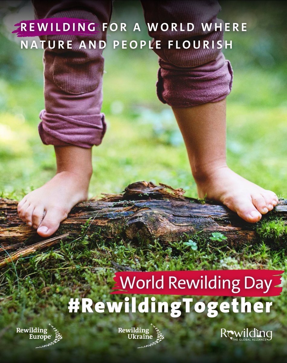 Join the rewilding movement! 
On March 20, we celebrate World Rewilding Day — a day when each of us can make a meaningful contribution to the restoration of wild nature! rewildingeurope.com/world-rewildin… #RewildingTogether