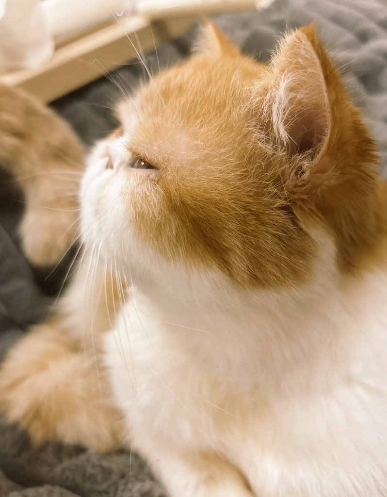 stpr_verylove's tweet photo. かわいい🐱

#エキゾチックショートヘア
#猫 https://t.co/FsAHXlEYU1