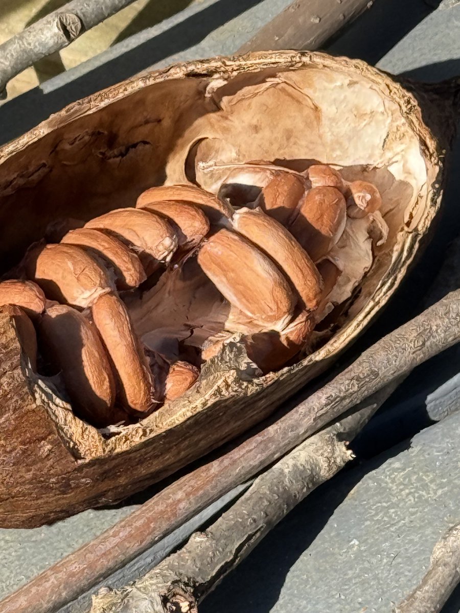 ThirtyOneCran's tweet image. this is where your chocolate begins, just sharing