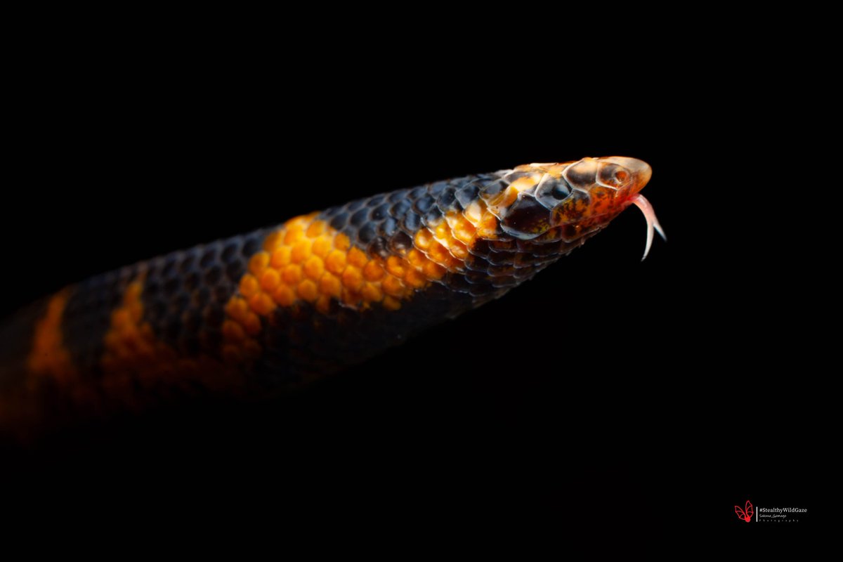 Sakuna_Gamage's tweet photo. Blyth's Earth Snake
Rhinophis blythii

A small, #endemic #snake species restricted to the central highlands of #SriLanka. 
#Rhinophis #macrophotography https://t.co/cbSAIGpo3y