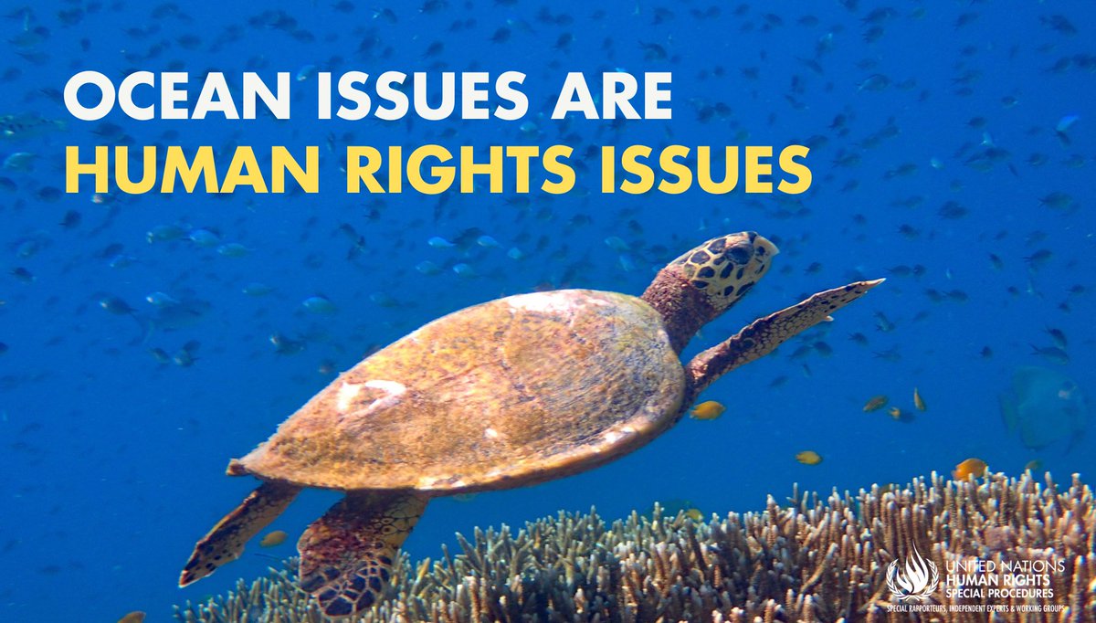UN_SPExperts's tweet photo. Ocean degradation threatens communities &amp; affects human rights worldwide, incl the right to a healthy environment - UN expert @SREnvironment calls for immediate action to protect oceans and marine ecosystems. #HRC58
https://t.co/Z12XZnH7IR https://t.co/KBq8qstqkP