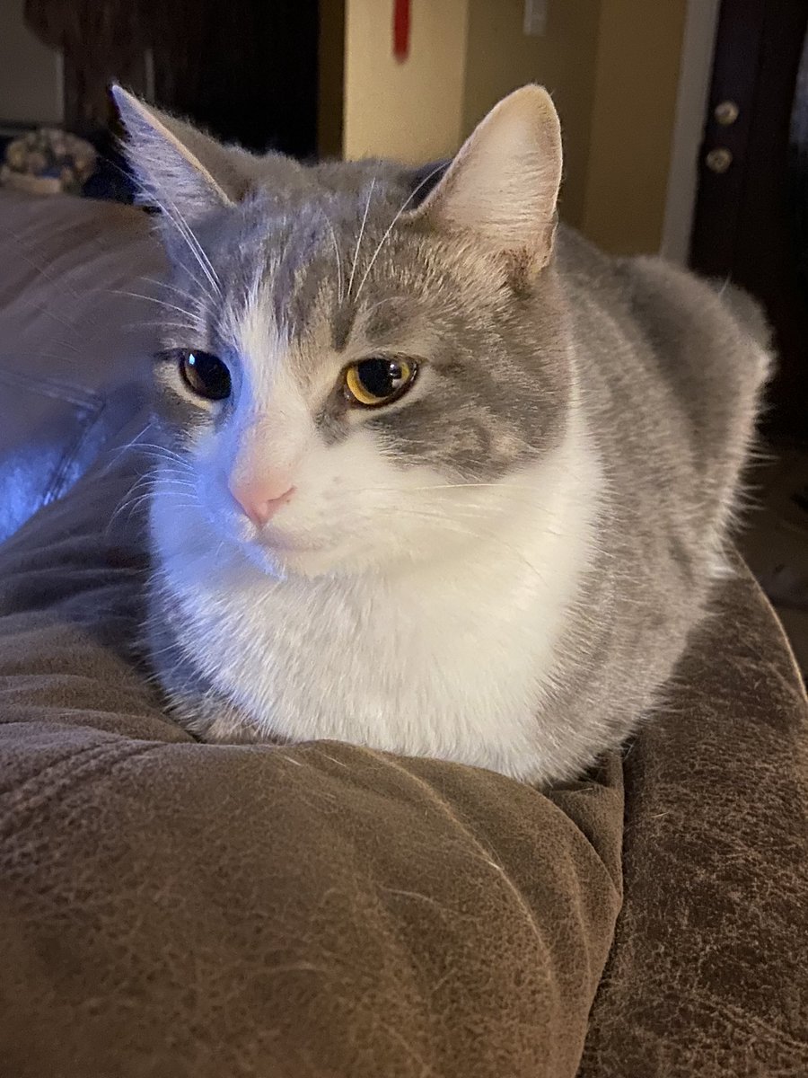 Vlecar_'s tweet photo. @carshouldnt Loaf https://t.co/24yQCi6olq