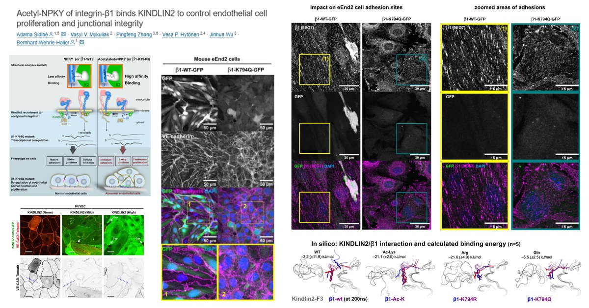 HaoYin20's tweet photo. β1-integrin acetylation in #EndothalialCell adhesion, junctions & proliferation
K794Q acetylation-mimetic β1-integrin
👉thin/dense/immature fibrillar adhesions
👉destabilizes VE-cad junctions, ⏫peripheral overlapping
👉relieves contact inhibition of proliferation (how about locomotion? 😁)
⏫KINDLIN2 binding
↔️YAP signaling
What enzyme acetylates β1-integrin?🧐
@iScience_CP 2024
https://t.co/sMxWBUnJnt