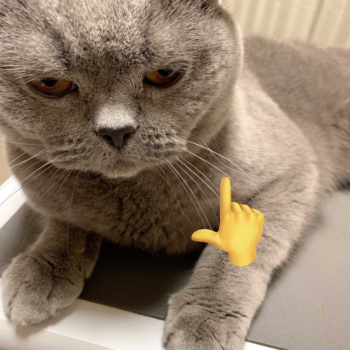 renoyass's tweet photo. ほにゃほにゃおヒゲだ！！ https://t.co/DZUySXYjK1