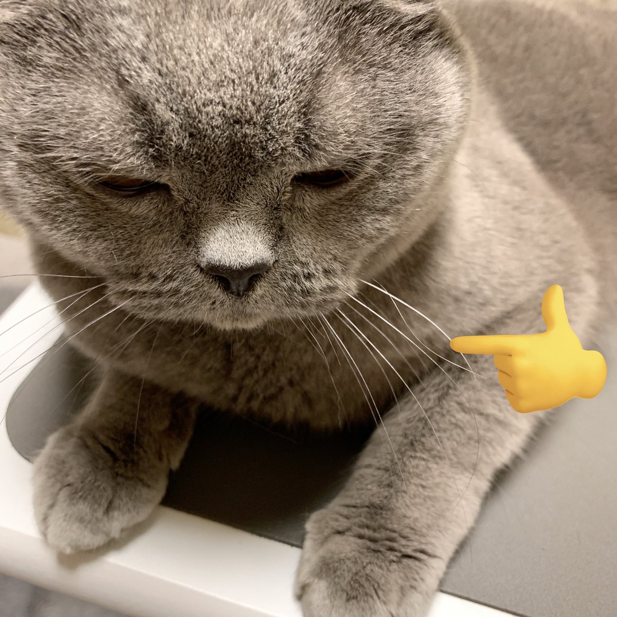 renoyass's tweet photo. ほにゃほにゃおヒゲだ！！ https://t.co/DZUySXYjK1