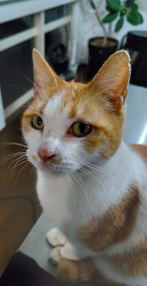 2日ぶりに帰宅すると
猫がきた

たまに来てメシ(シャケ希望)
食ったらトットといってしまう
が、
様子が違う
家の中まで入ってきて
なんとなく寄り添ってくれてる…？

311の演奏は楽しいばかりじゃなくて
帰りは複雑な心境にもなるんだけれど
そんな気持ちを労ってくれた感じがした

ありがとうネコ