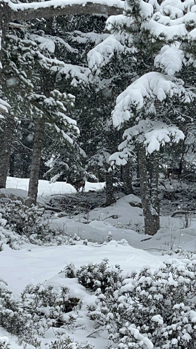 Gravalos_'s tweet photo. Pow day y estos tampoco se lo han querido perder https://t.co/LmOUQr68UW