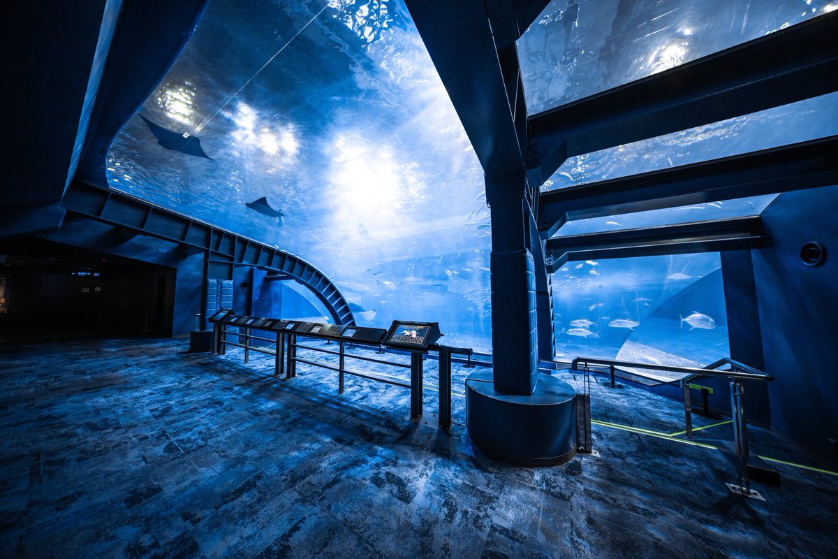 t_aqu_'s tweet image. 美ら海水族館に行ってきました〜
ヒレタカフジクジラの仔ザメが展示されてた!!