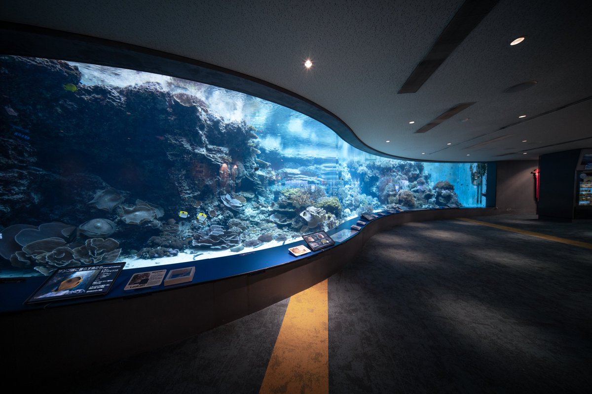 t_aqu_'s tweet image. 美ら海水族館に行ってきました〜
ヒレタカフジクジラの仔ザメが展示されてた!!