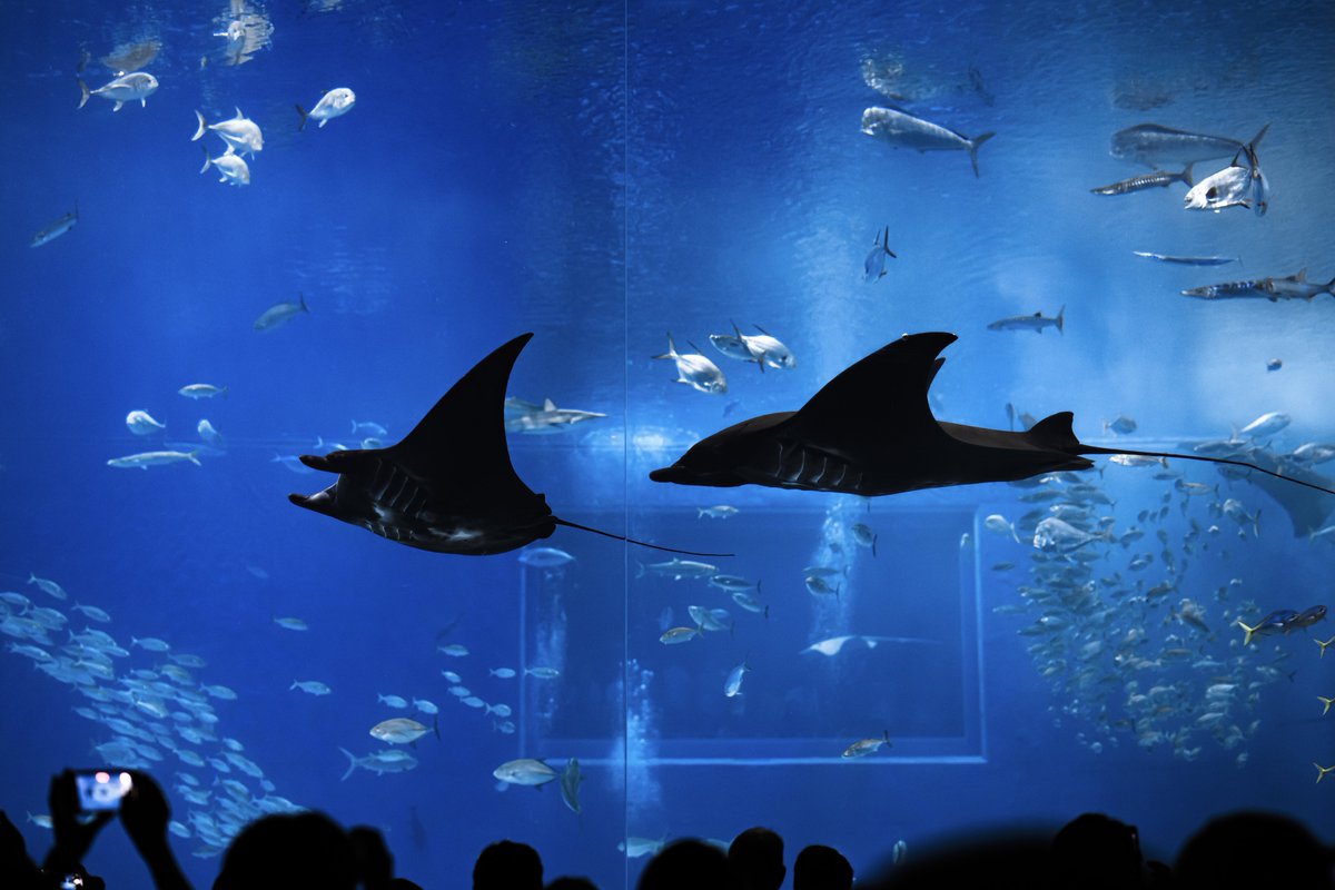 t_aqu_'s tweet image. 美ら海水族館に行ってきました〜
ヒレタカフジクジラの仔ザメが展示されてた!!