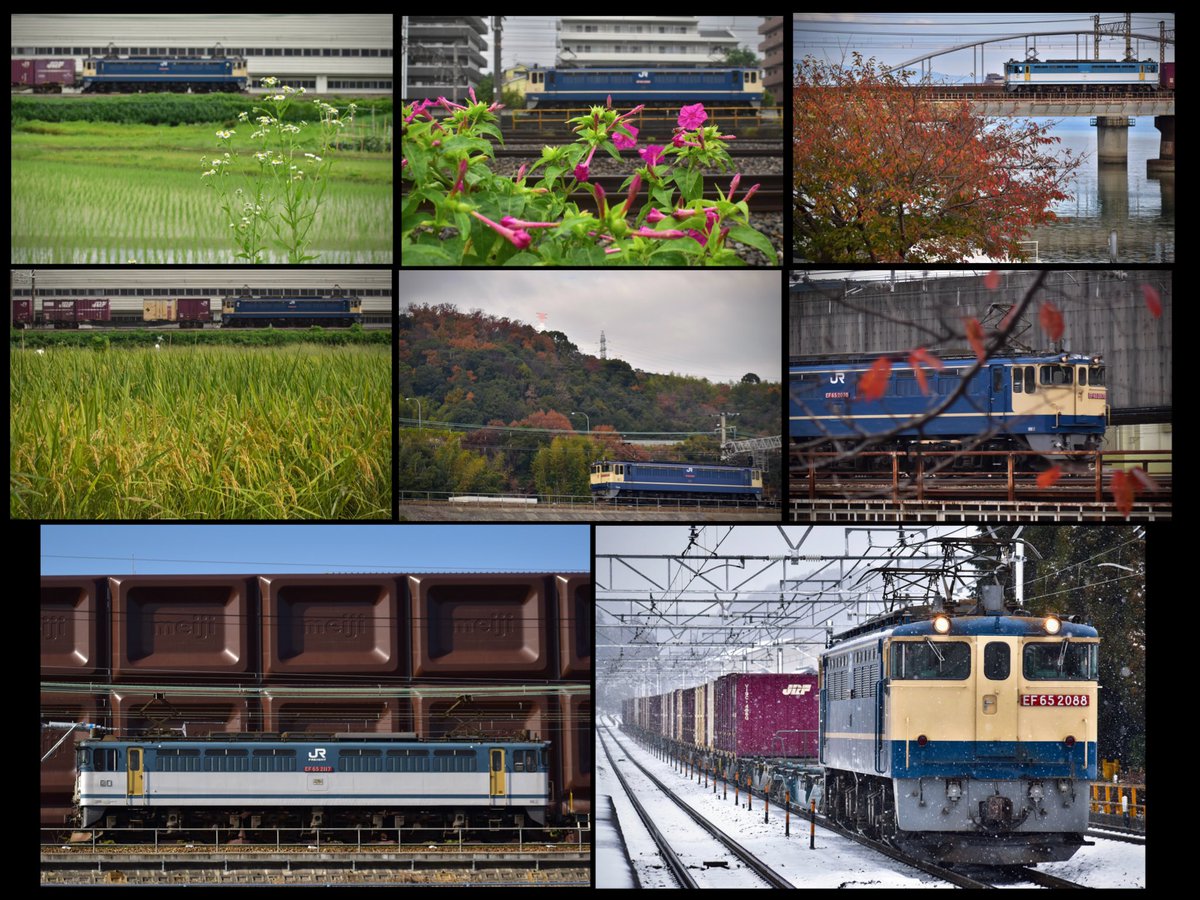 Sakufam_el's tweet photo. 5087レを中心とするEF65の四国運用は自分にとって、京都に住んでいた4年間の日常でした。
特にこだわったのは、四季折々の景色の中を走る姿を残すこと。現地で立ち位置や構図を試行錯誤する時間は本当に楽しいものでした。 https://t.co/xVwE2NTipy