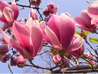NetyaNew's tweet photo. 3月の花、甘い香りの「木蓮」 https://t.co/C86cfAn4Wv
