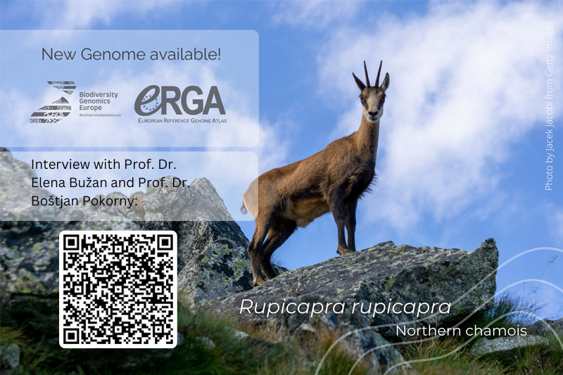 New Reference Genome! 🧬
The Alpine chamois genome is now available as part of the <a href="/BioGenEurope/">Biodiversity Genomics Europe (BGE)</a>  <a href="/erga_biodiv/">European Reference Genome Atlas</a>  project! 🔬📖 Learn more about its significance and the importance of cross-sector collaboration in an interview with Prof. Dr. Elena Bužan &amp; Prof. Dr. Boštjan Pokorny