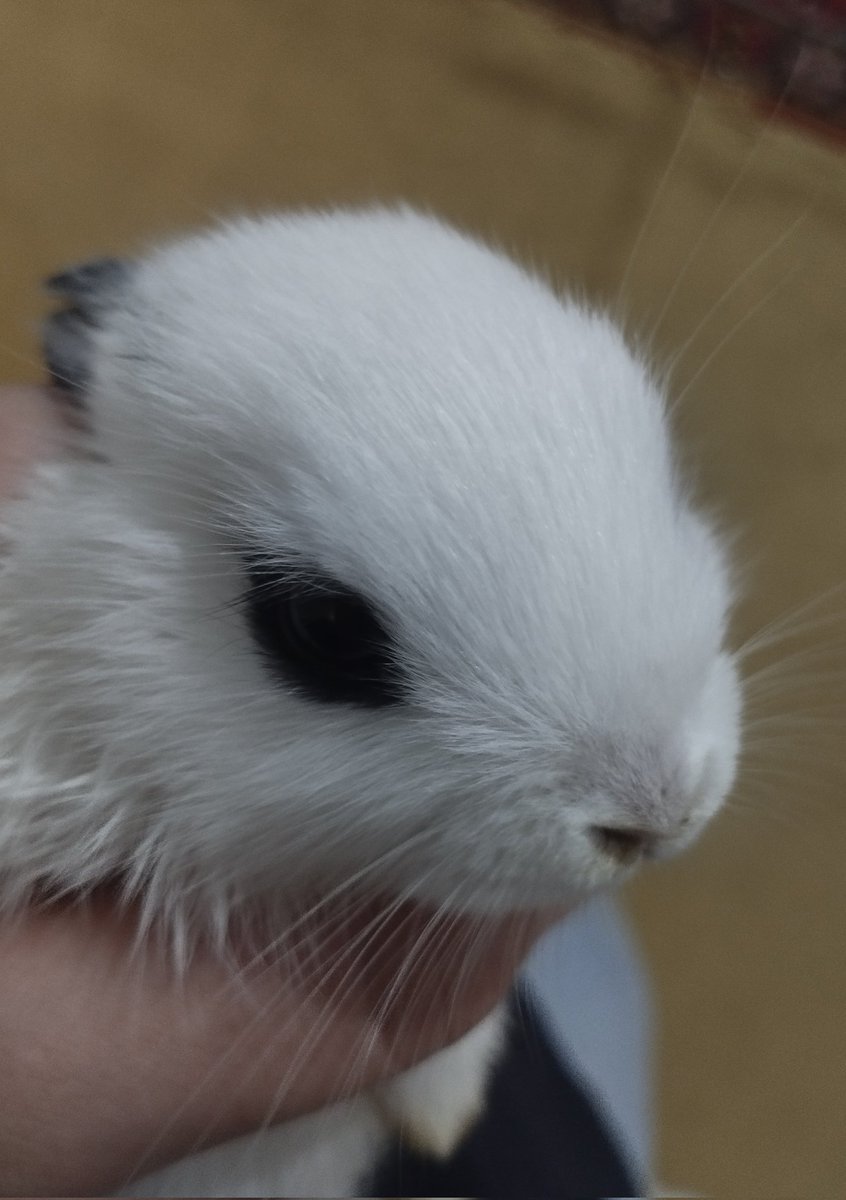 ✨🦋Minoo tweet media