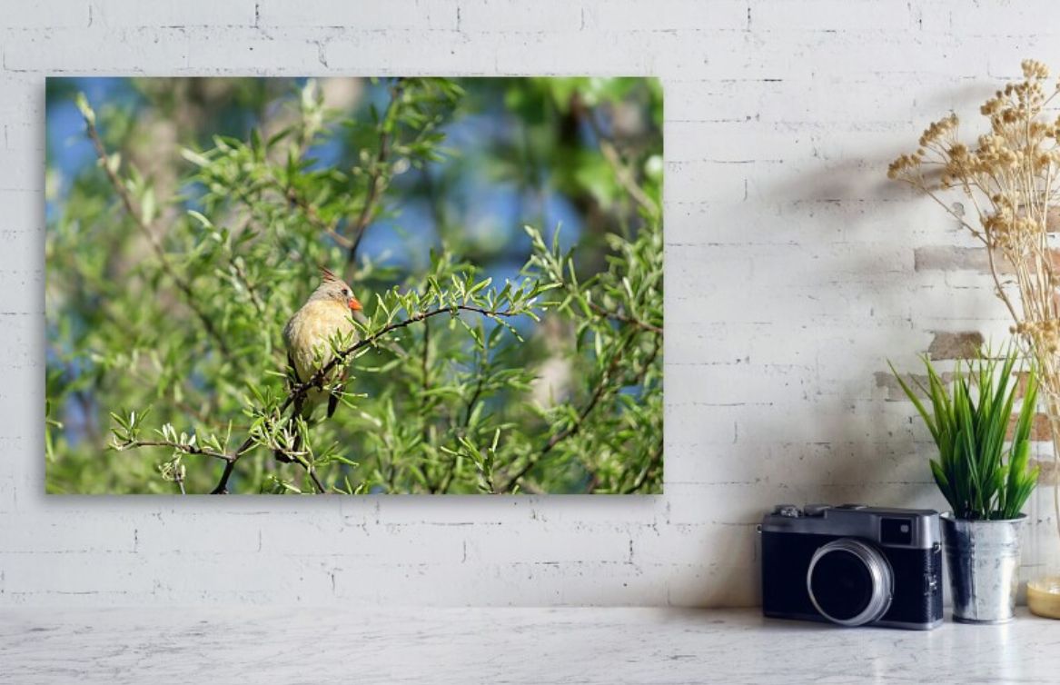 DebraMartz's tweet image. Mrs Cardinal In The Morning Light Metal Print by Debra Martz debra-martz.pixels.com/featured/mrs-c…

#NorthernCardinal #FemaleCardinal #cardinal #songbird #bird #birds #aves #avian #BirdLovers #featheredFriends #ornithology #photography #PhotographyIsArt #BuyIntoArt #AYearForArt #WallArt