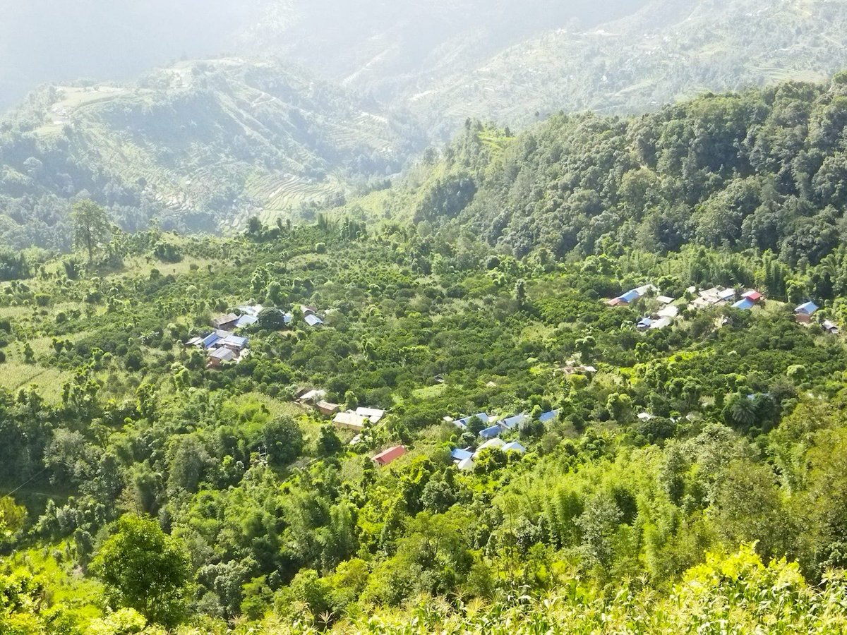 DhakalSaurav's tweet photo. सिन्धुलीतिर जुनार फुल्न थाले त । यसपटक असिना कम पर्ला र चमत्कार हाेला त ? #SweetOrange #Sindhuli #Nepal https://t.co/cIEUp0Ahac